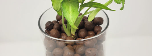 LECA: Clay Balls for Houseplants and Hydroponics