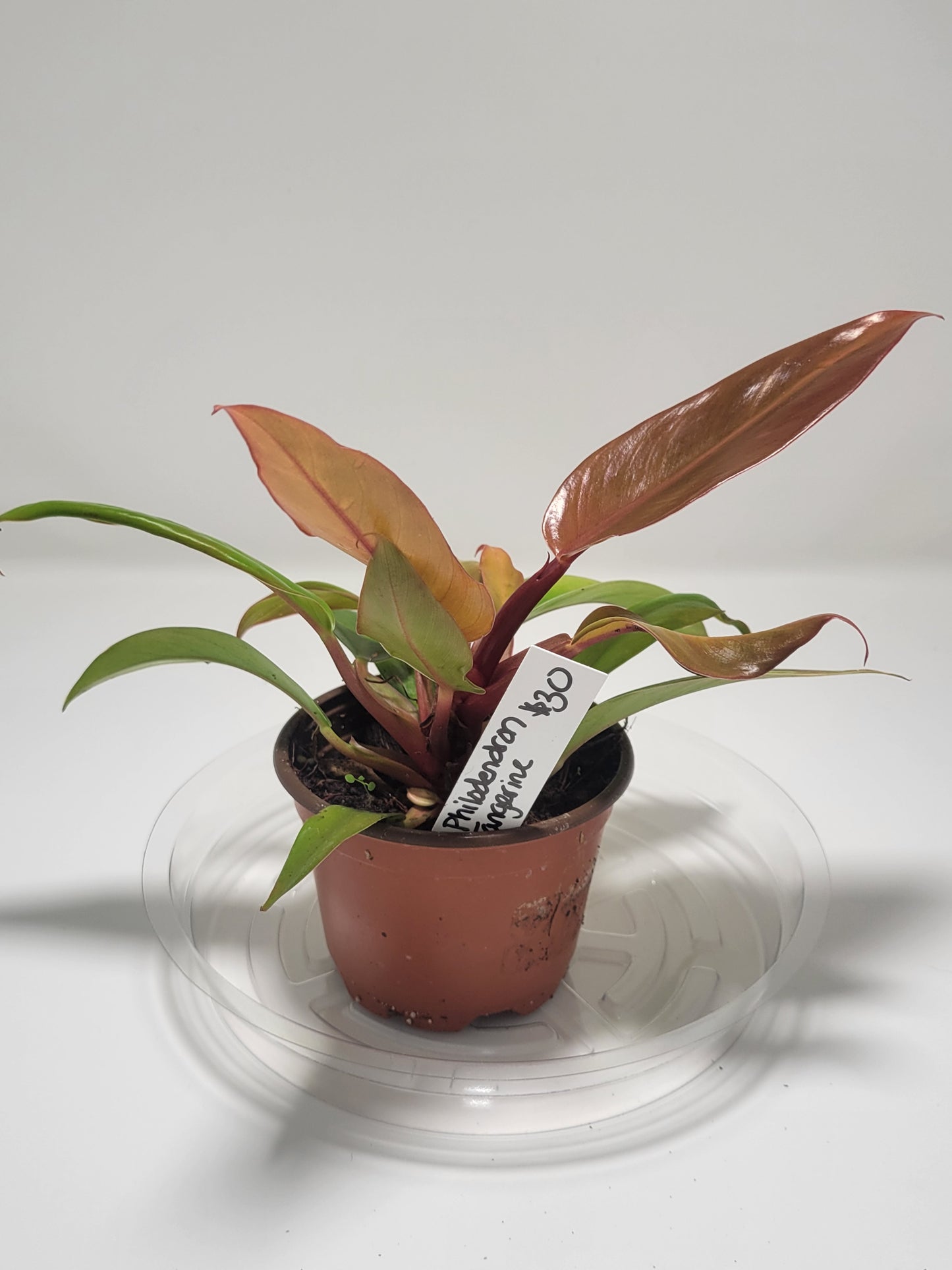 Philodendron Tangerine