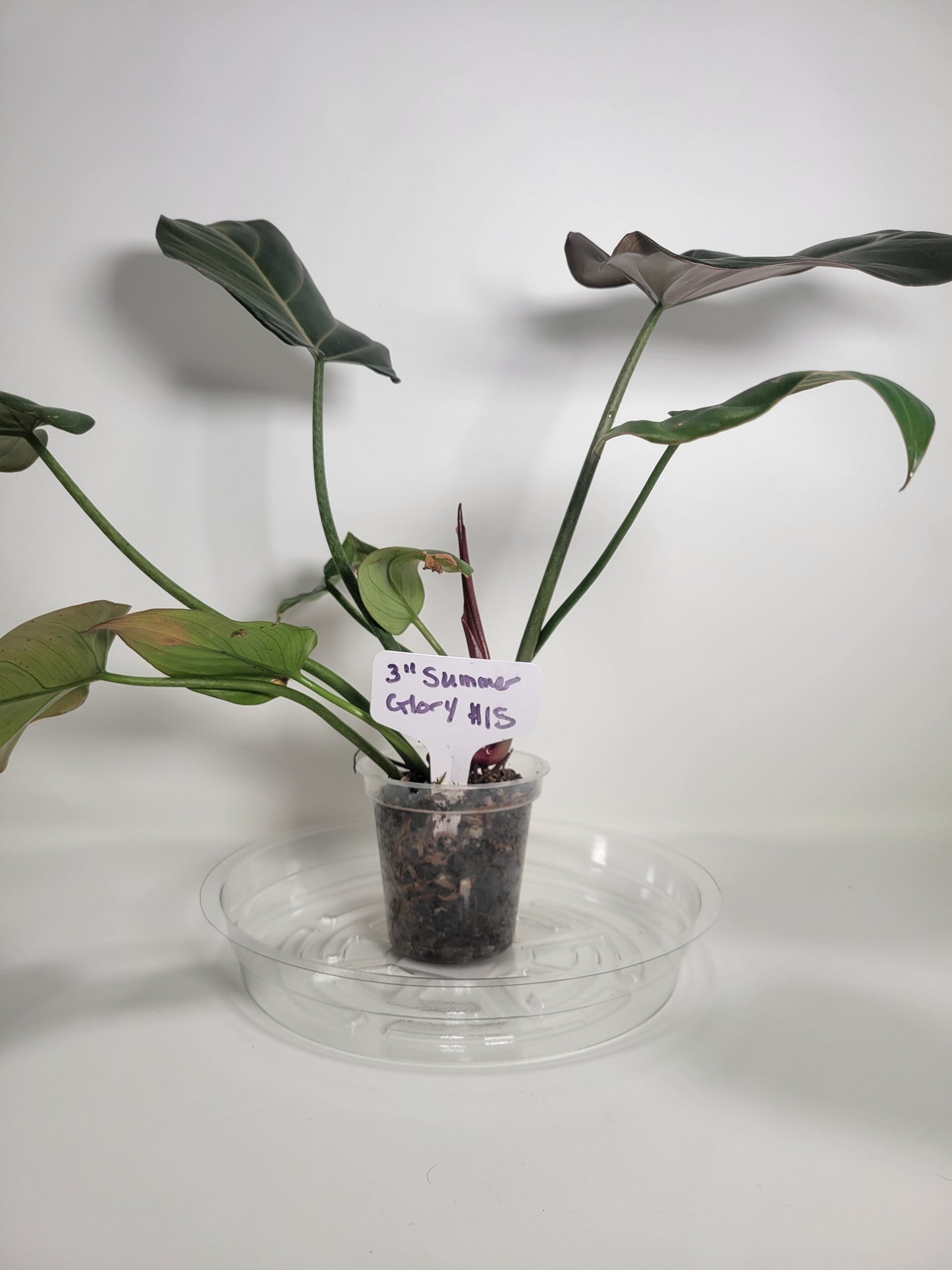 Philodendren Summer Glory (Philodendron gloriosum x McColley hybrid) - 3" Pot