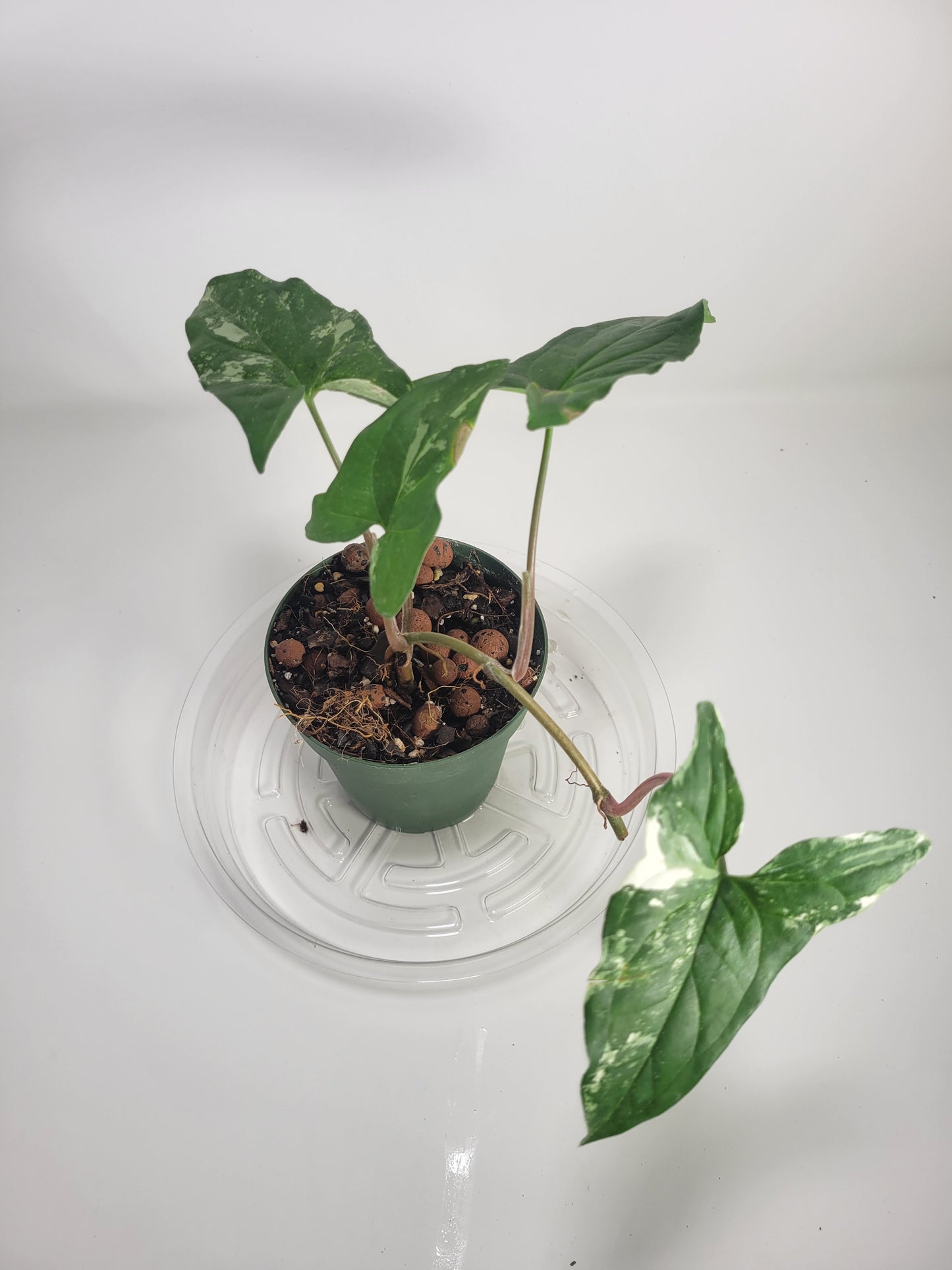 Albo Syngonium (Syngonium podophyllum albo-variegatum)