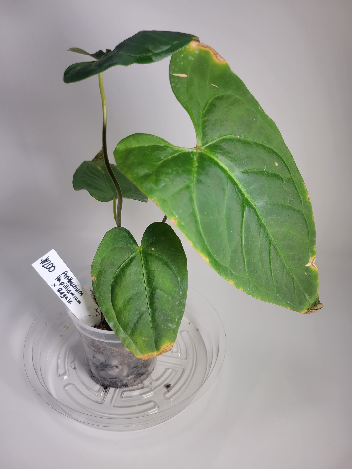 Anthurium Papilliliamium x Regale