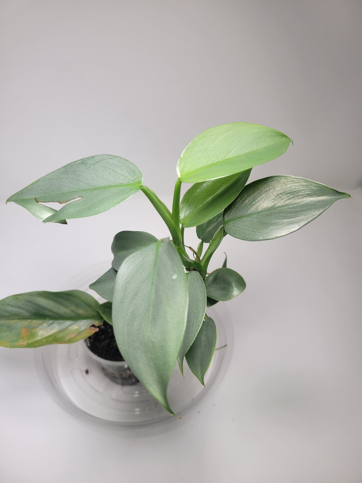 Philodendron Silver Sword