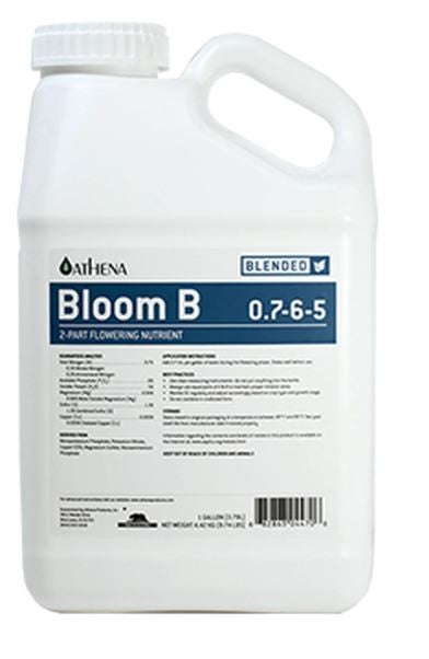Athena Blended Line Bloom B