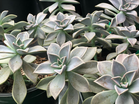 ghost plant (type of succulent)