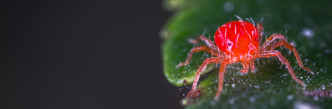 Bright red spider mite on a green leaf
