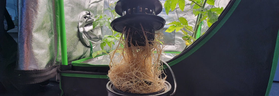 a small hydroponic system holds a plant with roots that have grown too large, the plant will need to be transplanted to soil