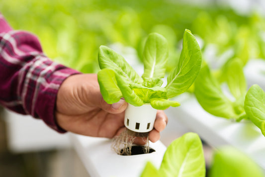 How To Grow with Hydroponics: Everything You'll Need