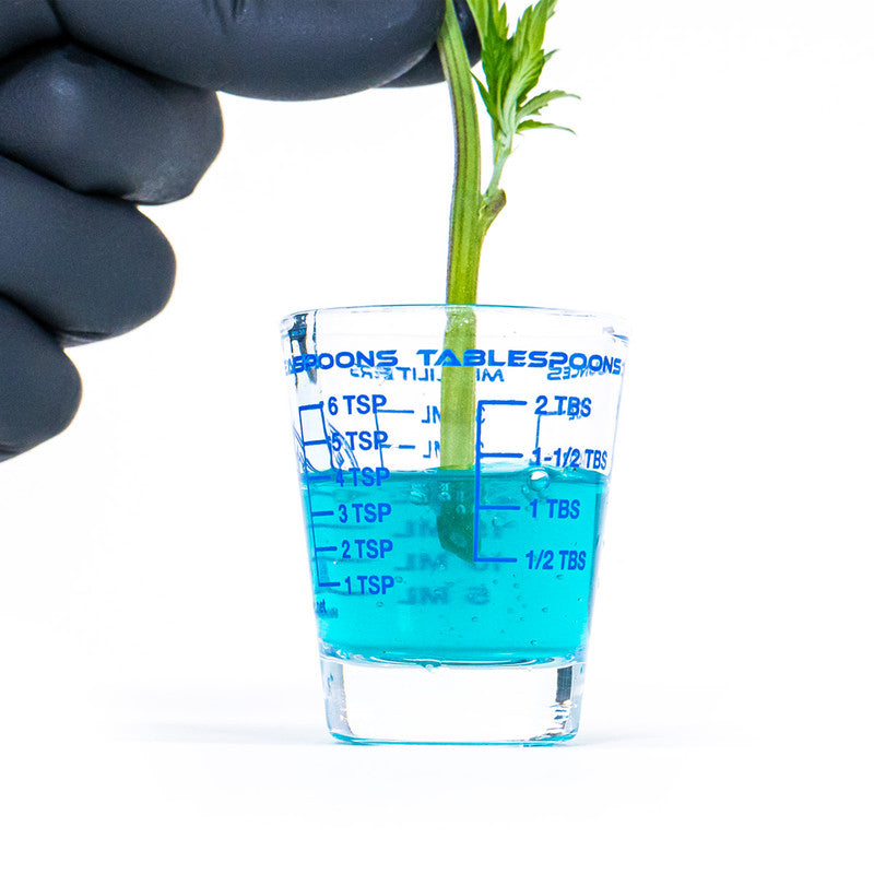 Cutting of a plant, in a small measuring cup of blue cloning gel
