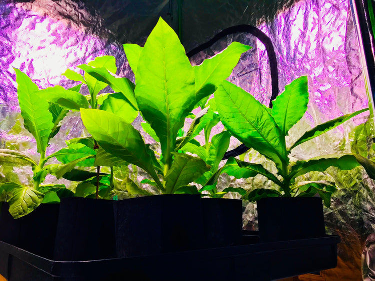 Inside a grow tent, leafy green plants in black fabric pots sit under a purple grow light