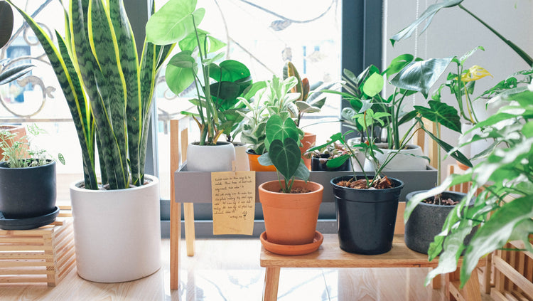 houseplants in pots of different shapes and sizes