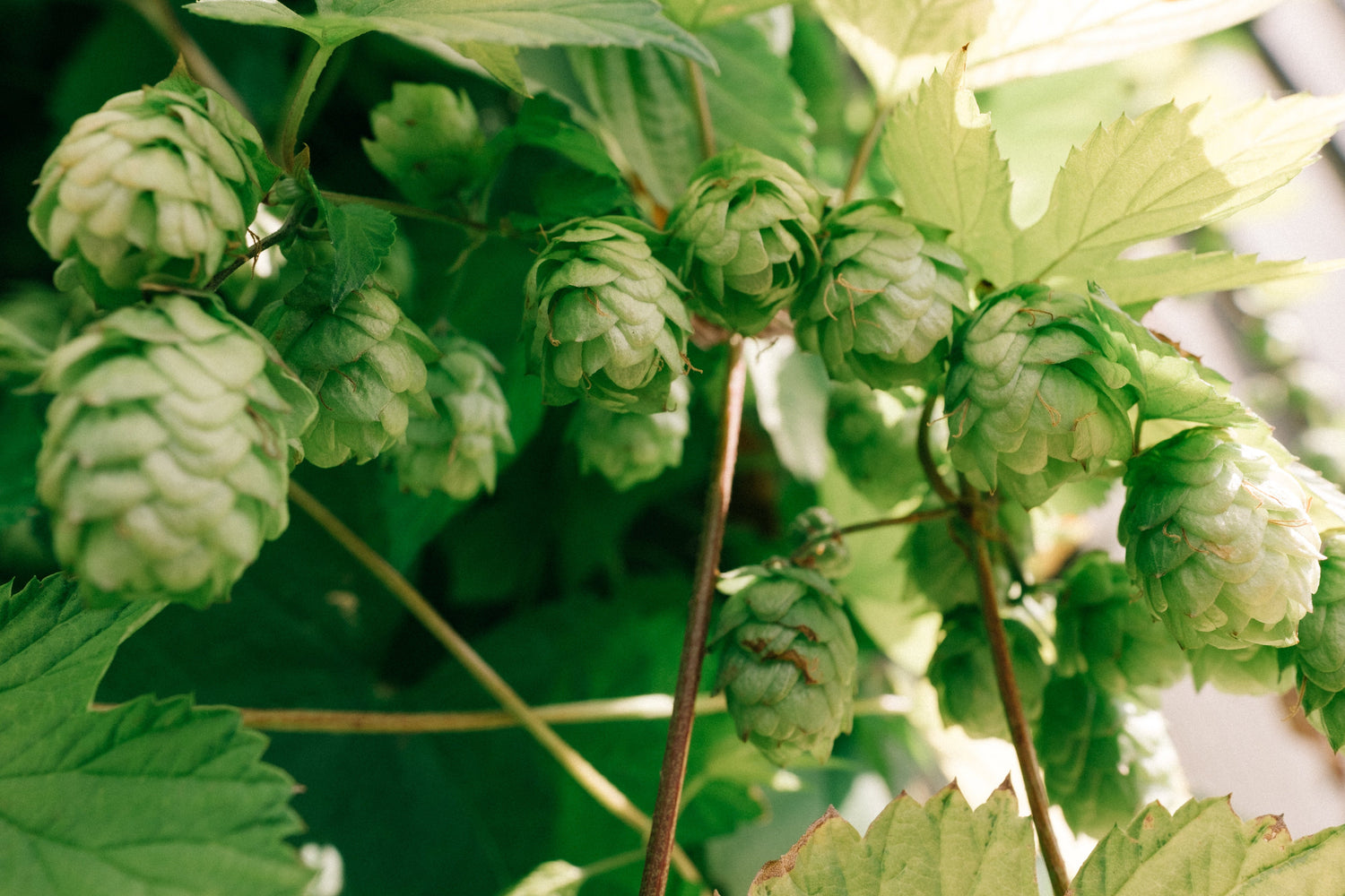 Partially shaded hops vine in bloom