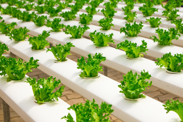 Rows of lettuce growing in a Nutrient Flow Technique hydroponic system