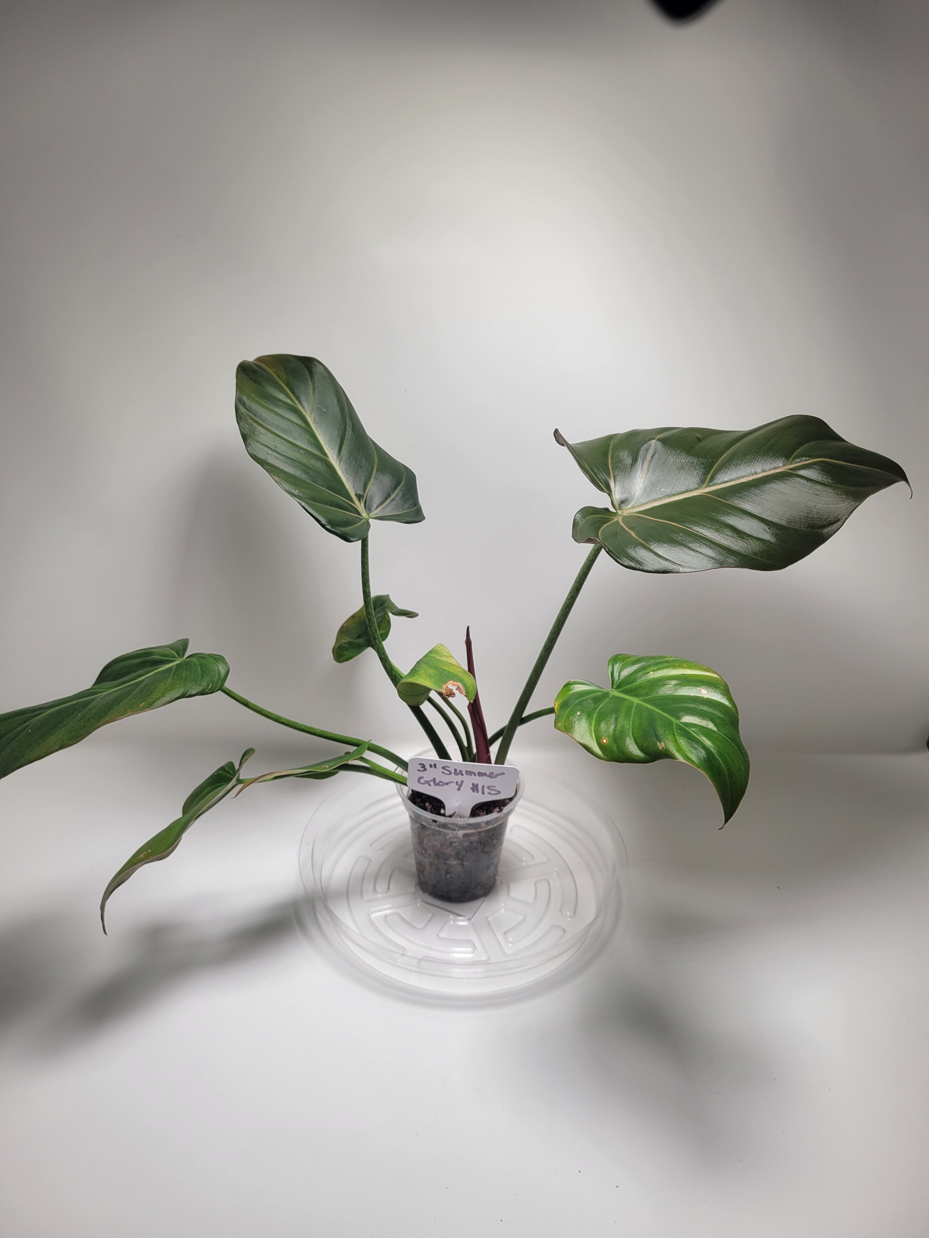 20231202_170830.jpg?v=