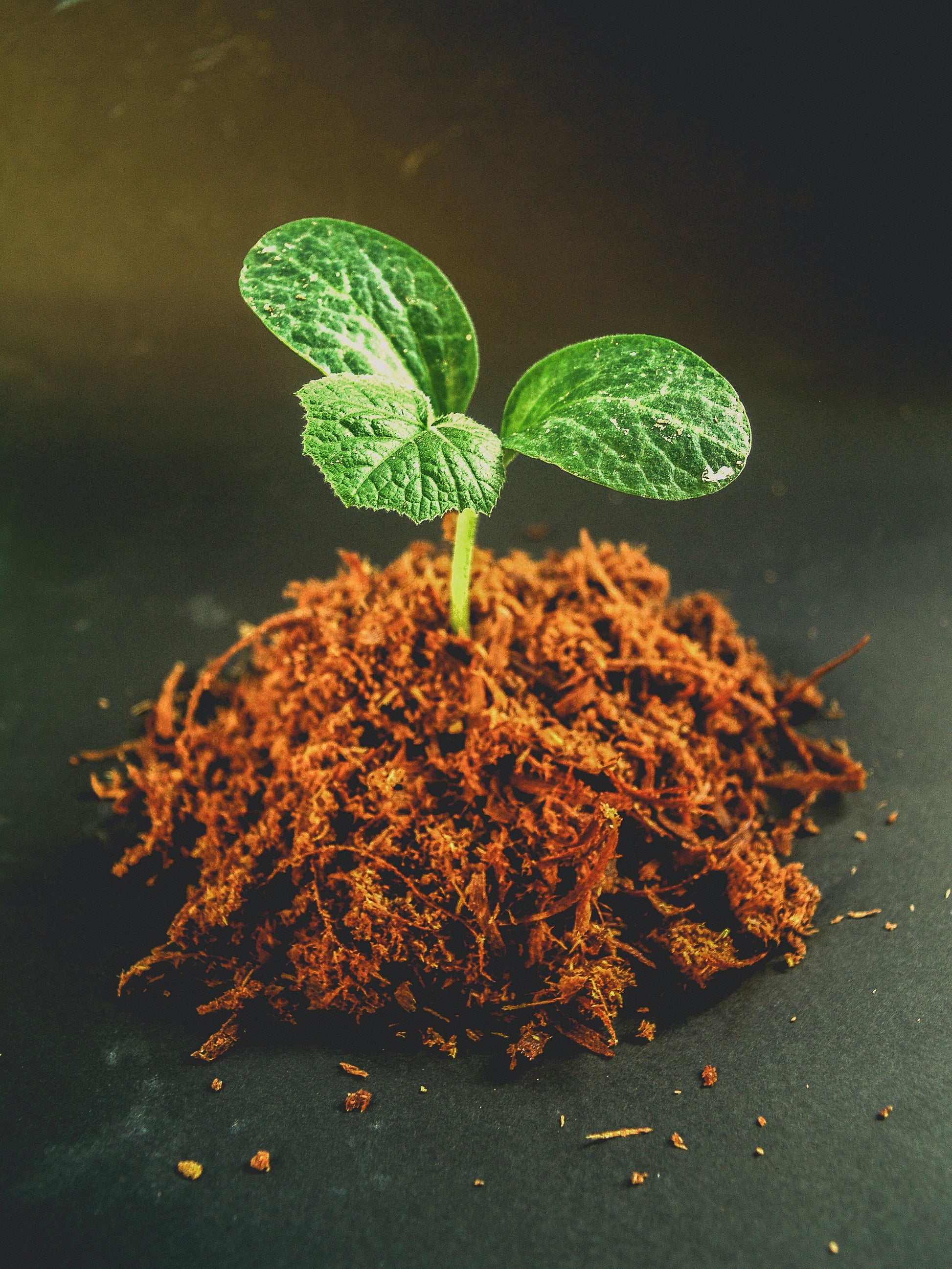 Soil For Moss Terrarium | 2 lbs